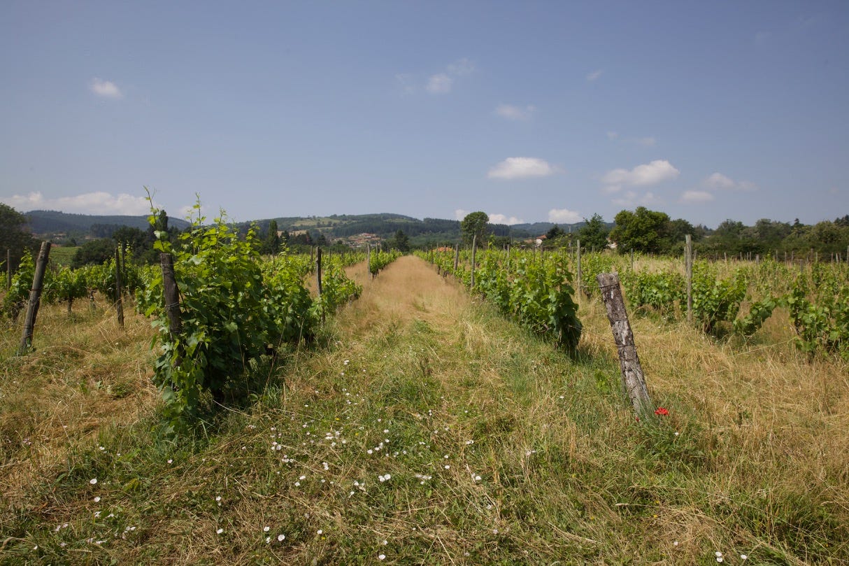 domaine du picatier christophe geraldine pialoux cote roannaise vines