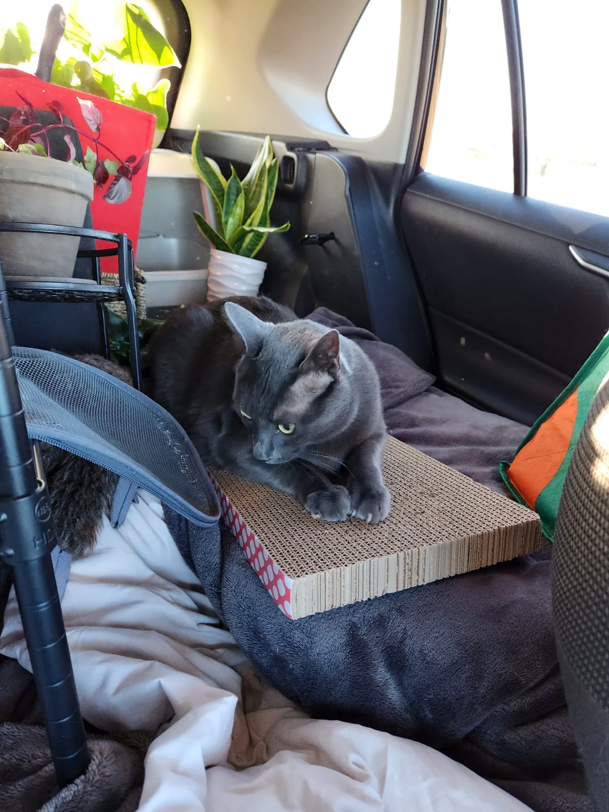 the best grey cat in the world, Pixel, laying on a cardboard scratch pad in the bed of a Toyota Rav4, surrounded by blankets, plants, his litter box, a cat carrier, and a variety of climbing levels for him. Taken from the front passenger seat.