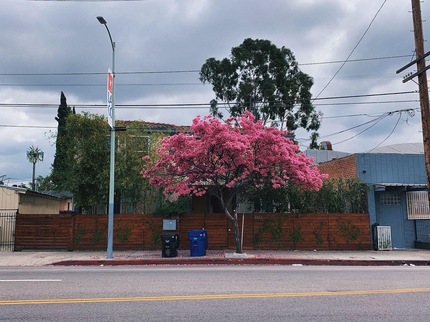 Photo of a bright pink trumpet tree in bloom on a cloudy day with a brown gentrifier fence and a blue building in the background.