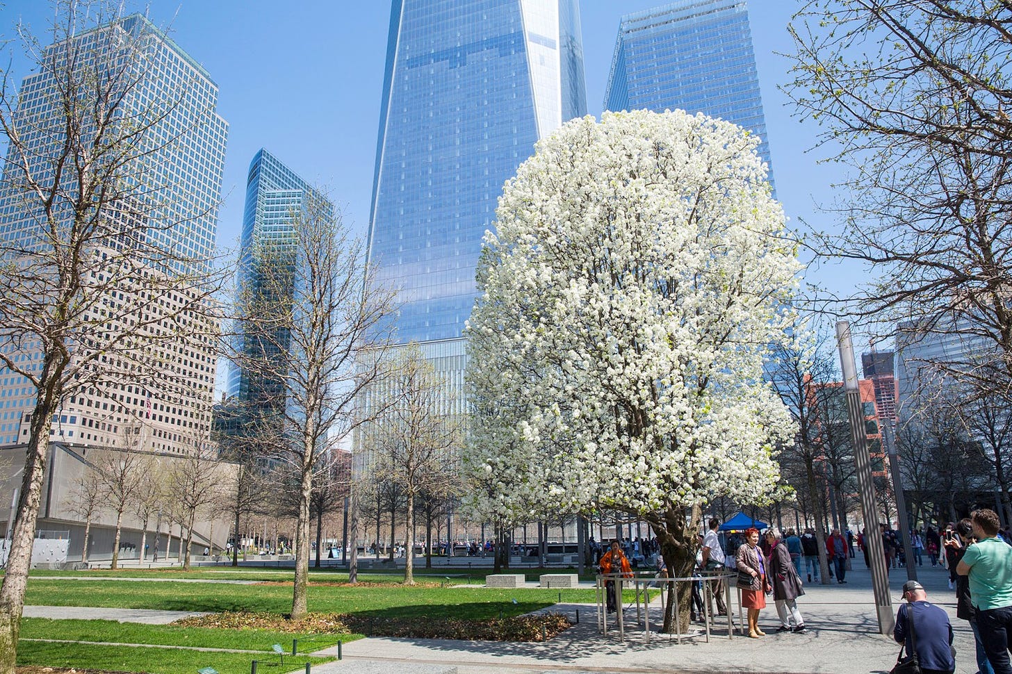 A large, flowering white tree blooms in the foreground with glass and steel skyscrapers behind it.