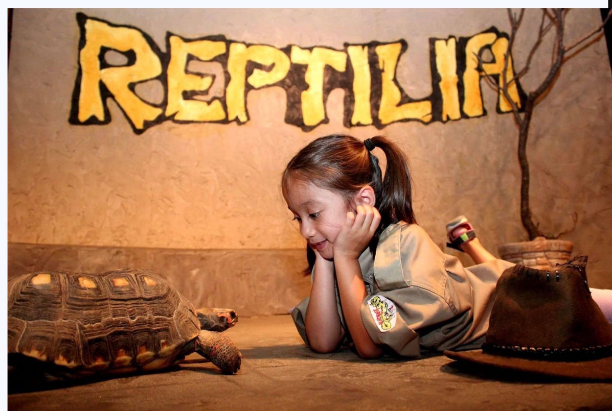 A child looks at a turtle at a Reptilia Zoo