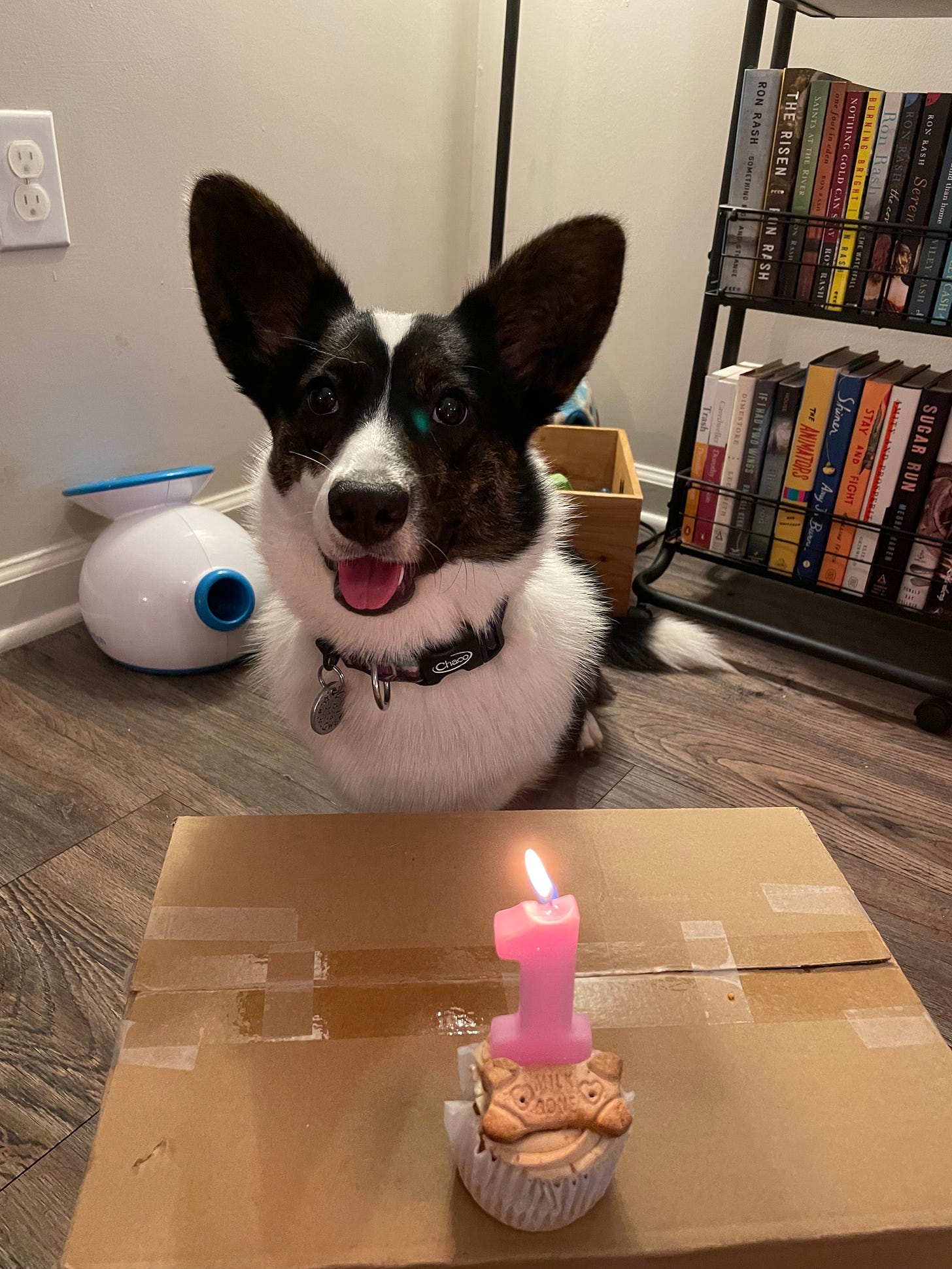a photo of Gwen in from of a pupcake with a candle on it