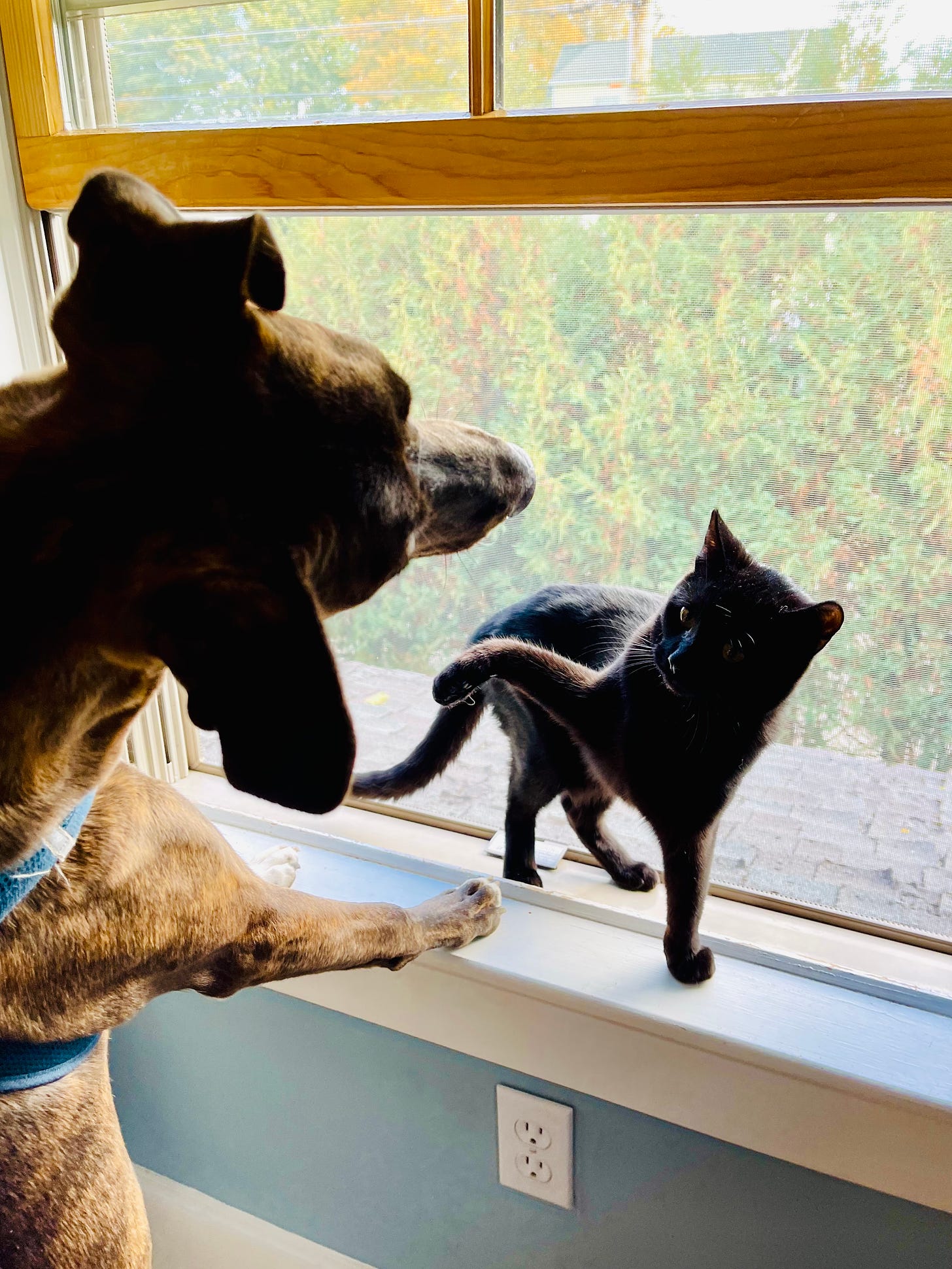 Puppy standing against windowsill, leaning. Kitten on windowsill leaning with arm upraised.