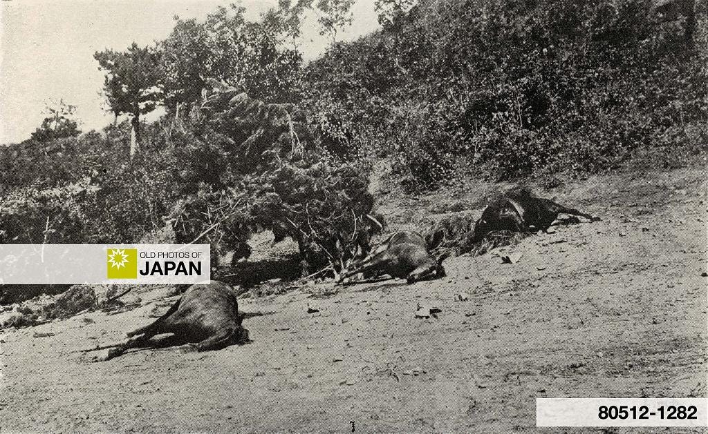 80512-1282 - Dead Japanese Horses, Russo-Japanese War