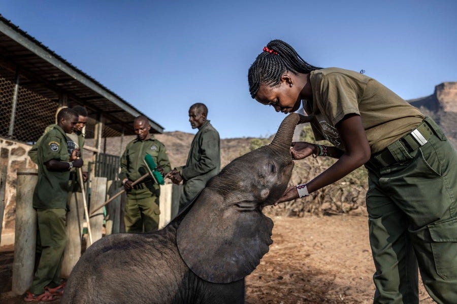 An elephant keeper caresses a young elephant calf.