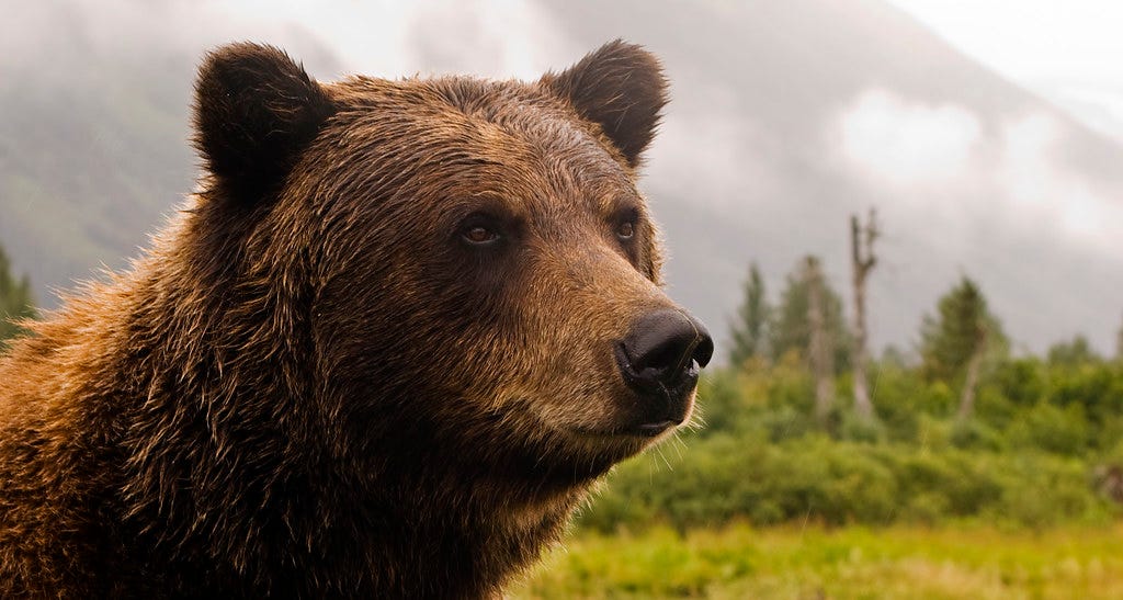 "Grizzly Bear in Alaska" by Princess-Lodges is licensed under CC BY-NC-ND 2.0 