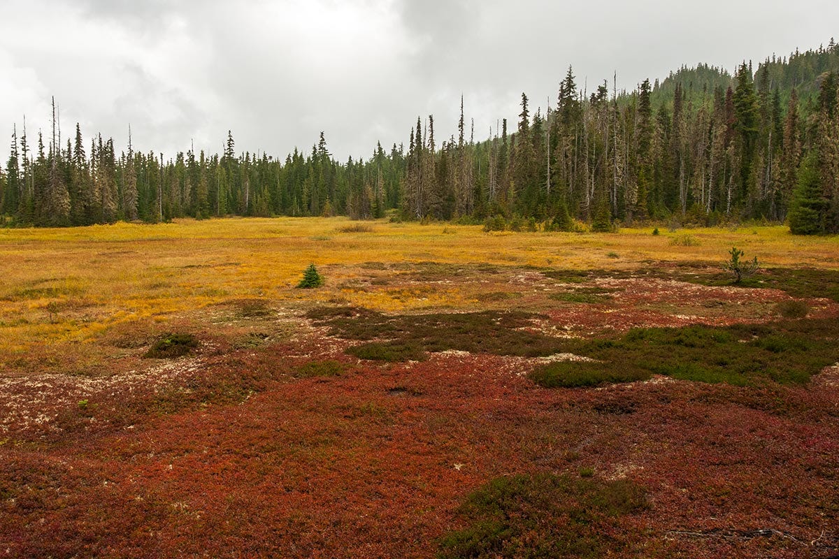 a fall meadow in patches of gold, red and green flows up to the dark edges of a conifer forest