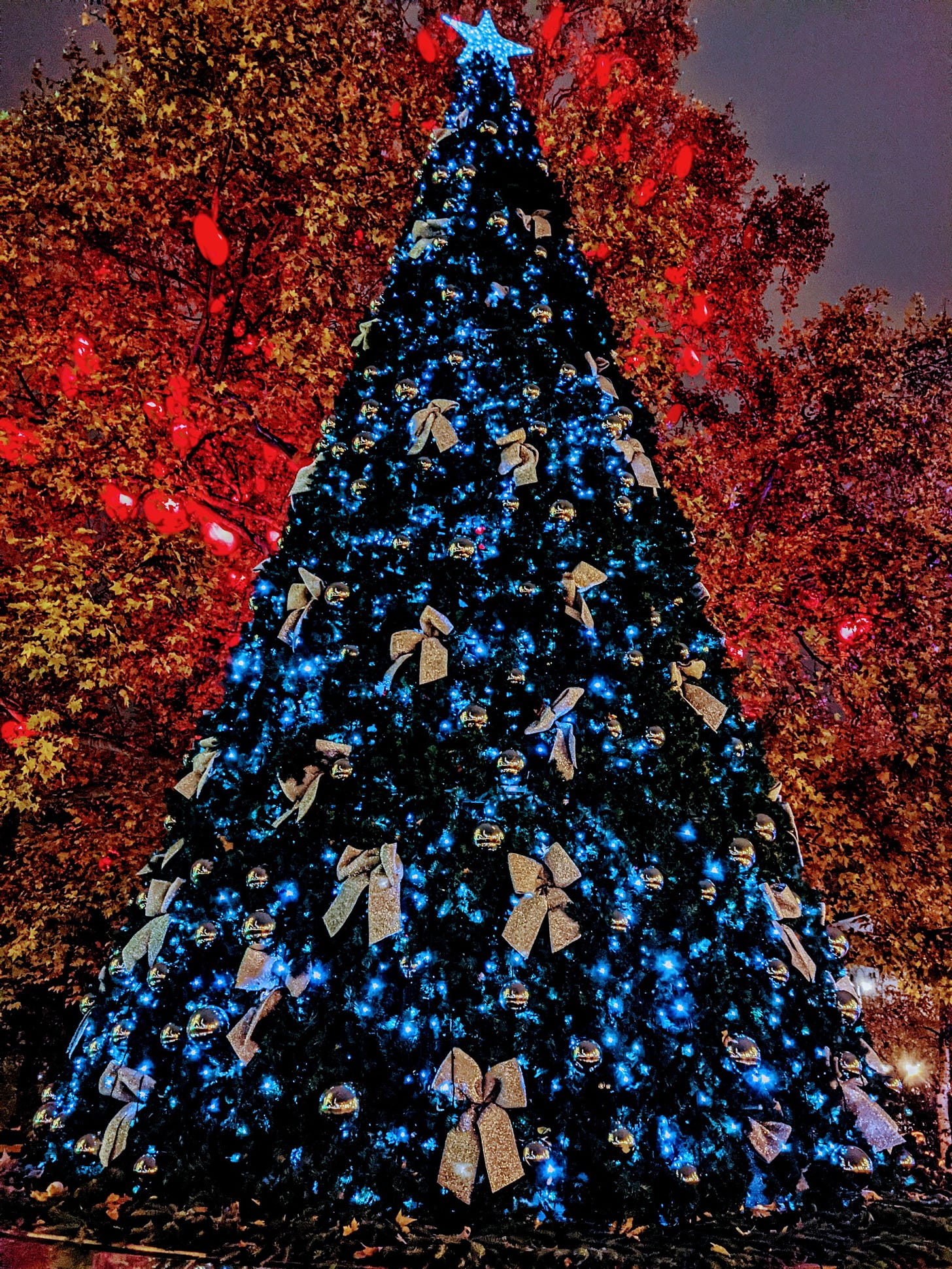 A Christmas tree in Vienna