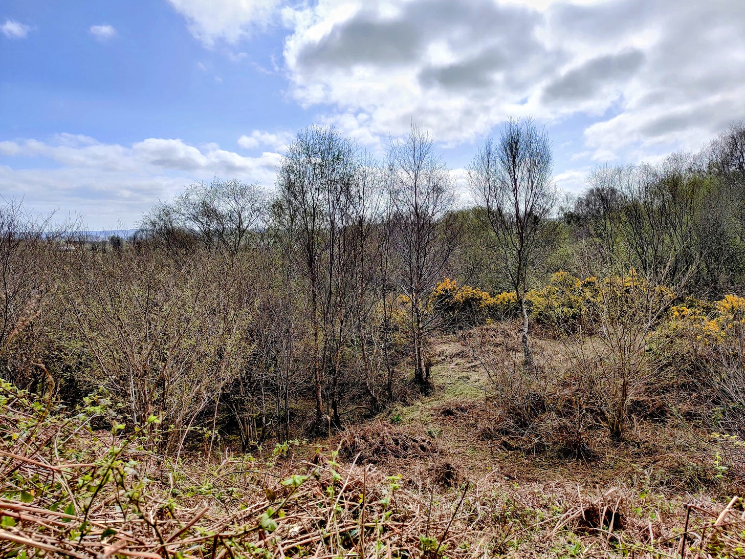 natural regeneration of native woodland with European gorse