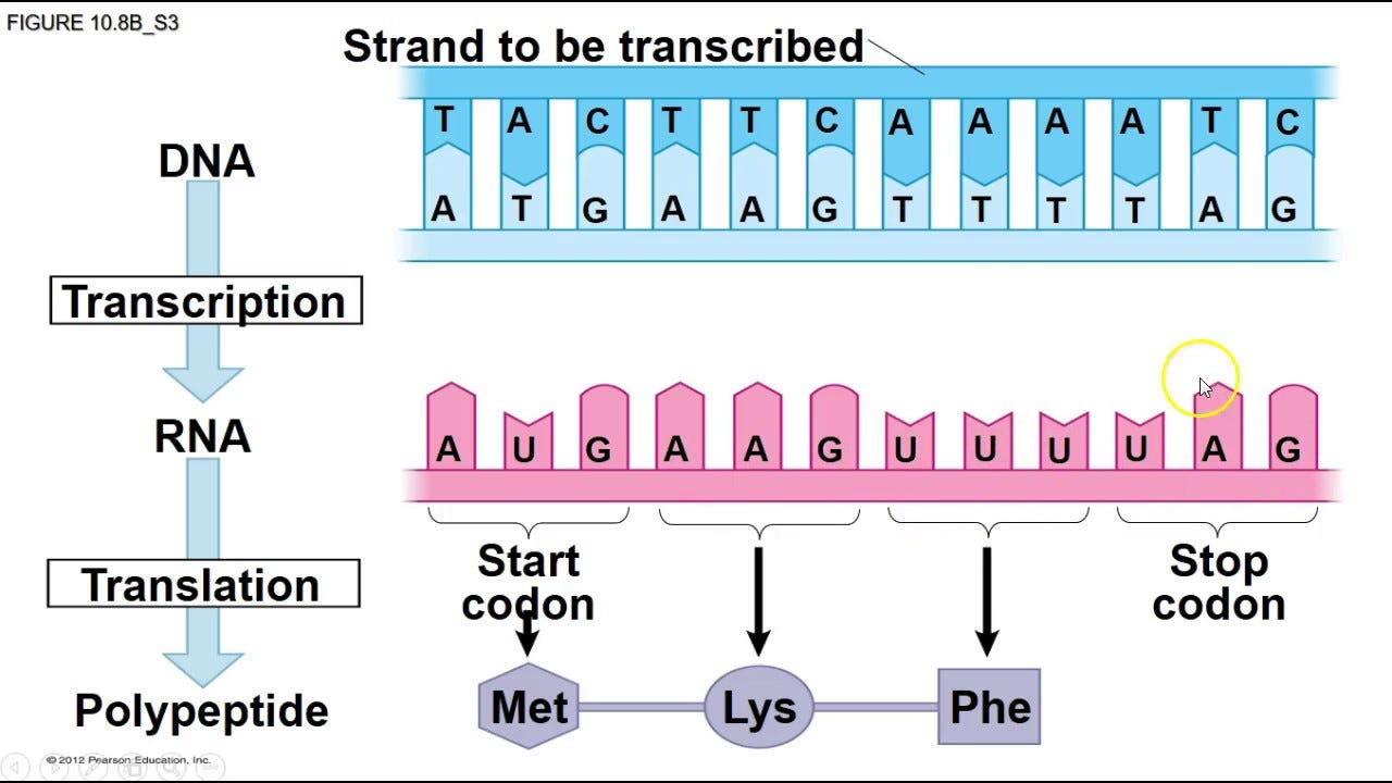 DNA Transcription & Translation - YouTube