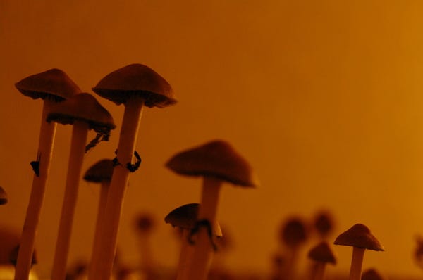 Foto de afgooey74/Flickr. Descrição da Imagem: Vários cogumelos pequenos, são psilocybe cubensis, em um plano inclinado. Não é possível ver a base deles, apenas o caule e os chapéus. São vários dispostos. A coloração da cena é alaranjada, tanto o fundo quanto os cogumelos.Vários cogumelos pequenos, são psilocybe cubensis, em um plano inclinado. Não é possível ver a base deles, apenas o caule e os chapéus. São vários dispostos. A coloração da cena é alaranjada, tanto o fundo quanto os cogumelos.