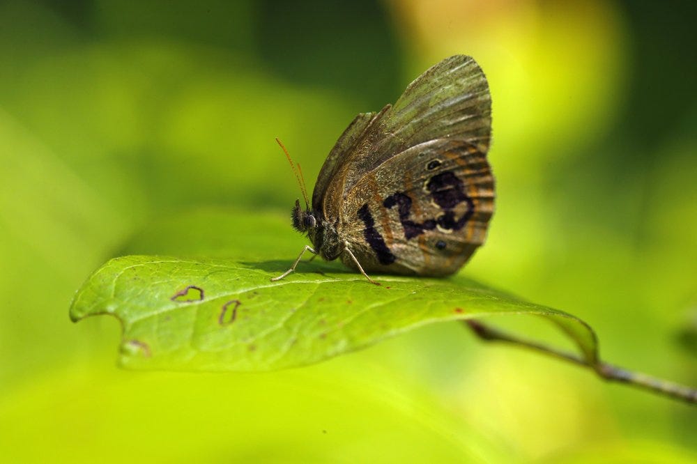 Image of St. Francis Satyr butterfly on leaf.