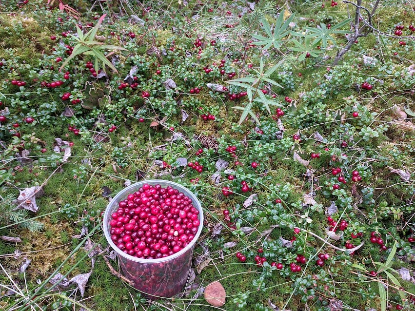 picking lingonberries