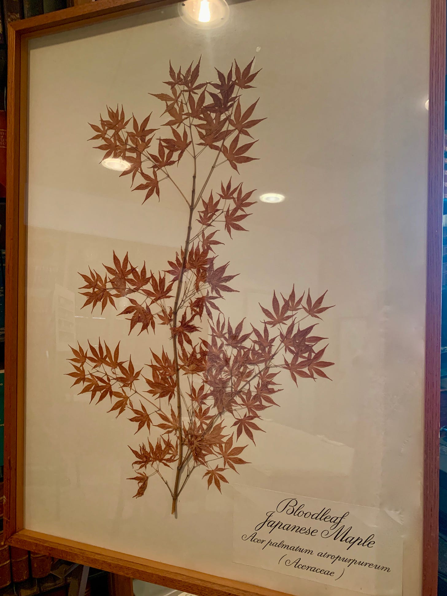 Red maple leaves on a large branch, pressed in a wood and glass frame.