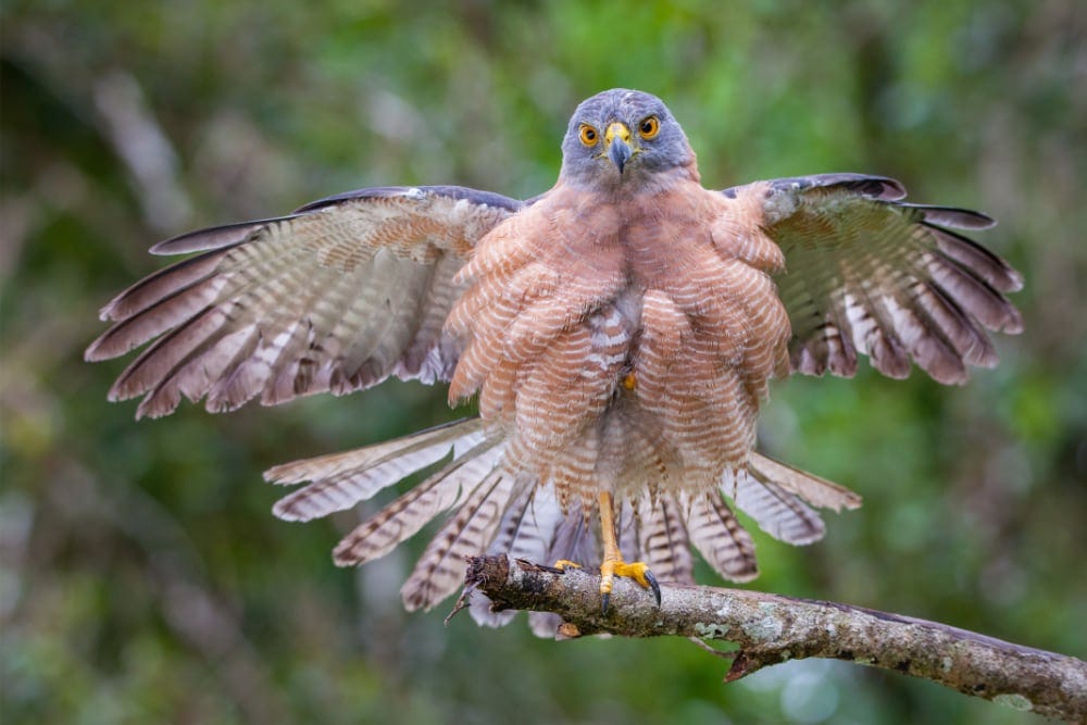 Christmas Island goshawk | Christmas Island National Park