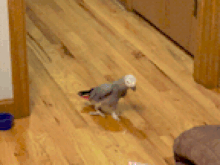 A GIF of an African grey parrot repeatedly attacking a groan tube