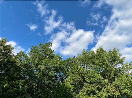 Tree tops, including an oak, maple, and cherry, against a blue sky and white clouds.