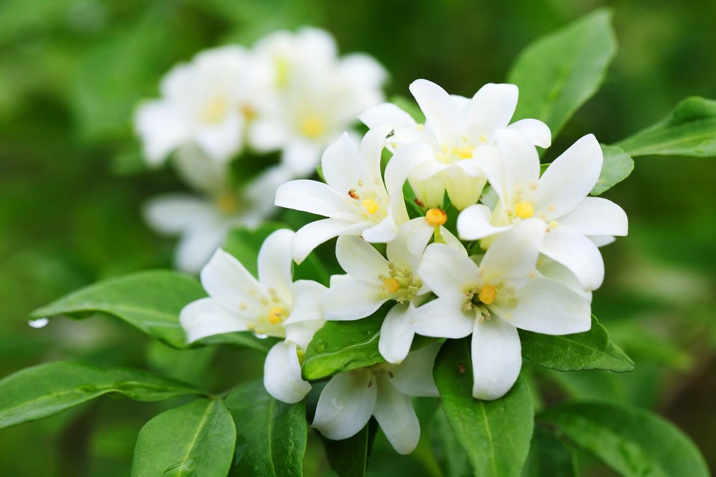 Ultimate Guide to Jasmine Flower Meaning and Uses - Petal Republic