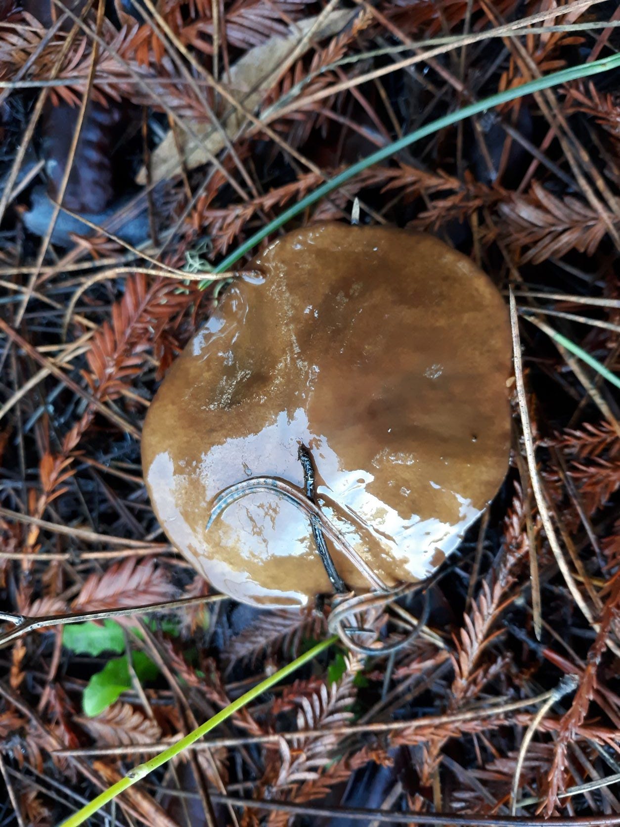 Slippery Jack mushroom, Photo by Robin Applegarth