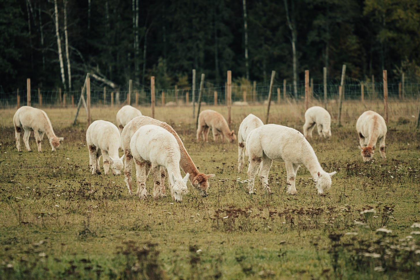Alpacas grazing in a field