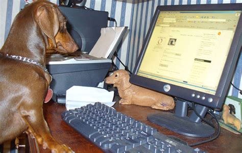 Dogs With Laptops-Computers | Funny And Cute Animals