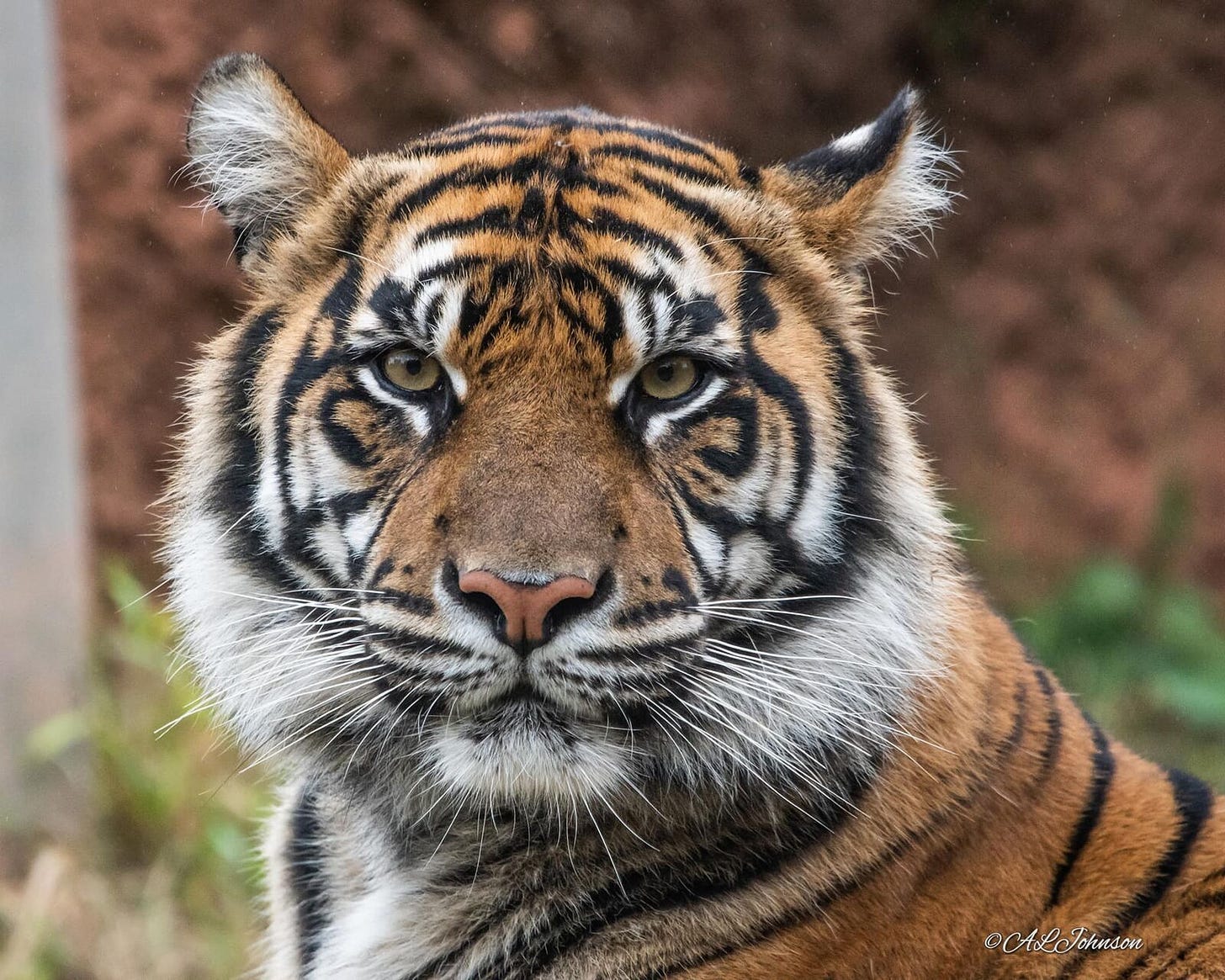 OKC Zoo Sumatran tiger Lola  photo 2