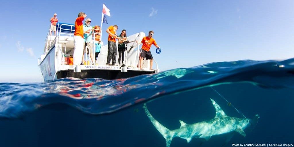 christine-shepard-sharktagging