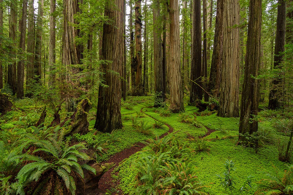 Discover 5 of America&#39;s Old-Growth Forests - American Forests