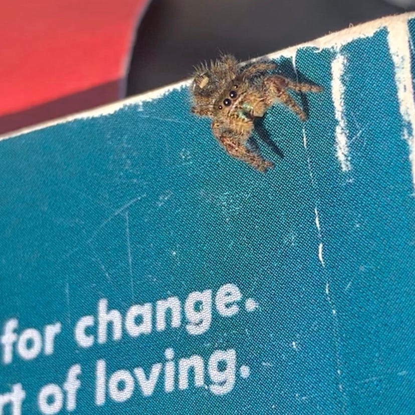 a small spider perched on the corner of a blue book.
