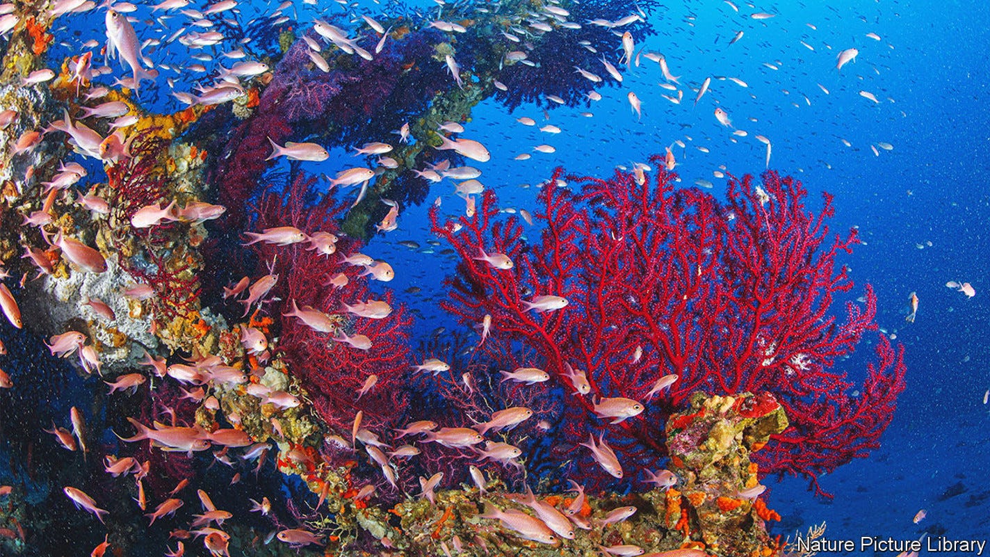 Shoal of Mediterranean Fairy basslet (Anthias anthias) swimming between Red gorgonian (Paramuricea clavata) that have colonised the crossbars of a sunken electricity pylon that fell into the sea during a storm, Capri Island, Costa Amalfitana, Italy, Tyrrhenian Sea.