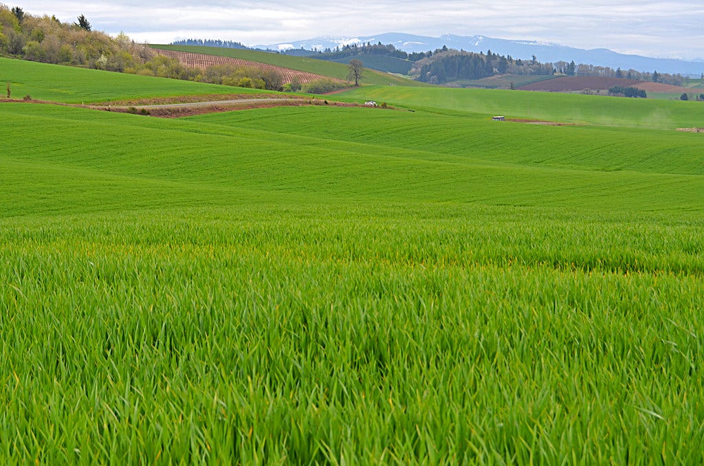 Oregon's Fields Of Green Grass