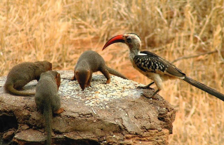 dwarf mongoose and red hornbill digital health antimicrobial stewardship patient safety actual medicines given to real patients