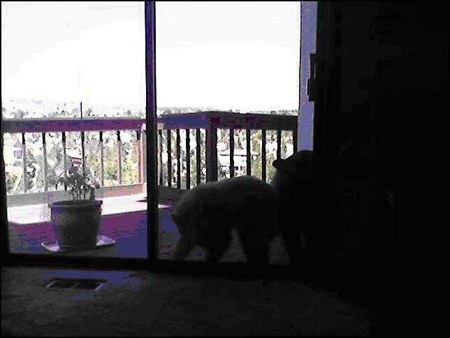 really terrible photo of two baby bears next to a pathetic planter with a tomato plant
