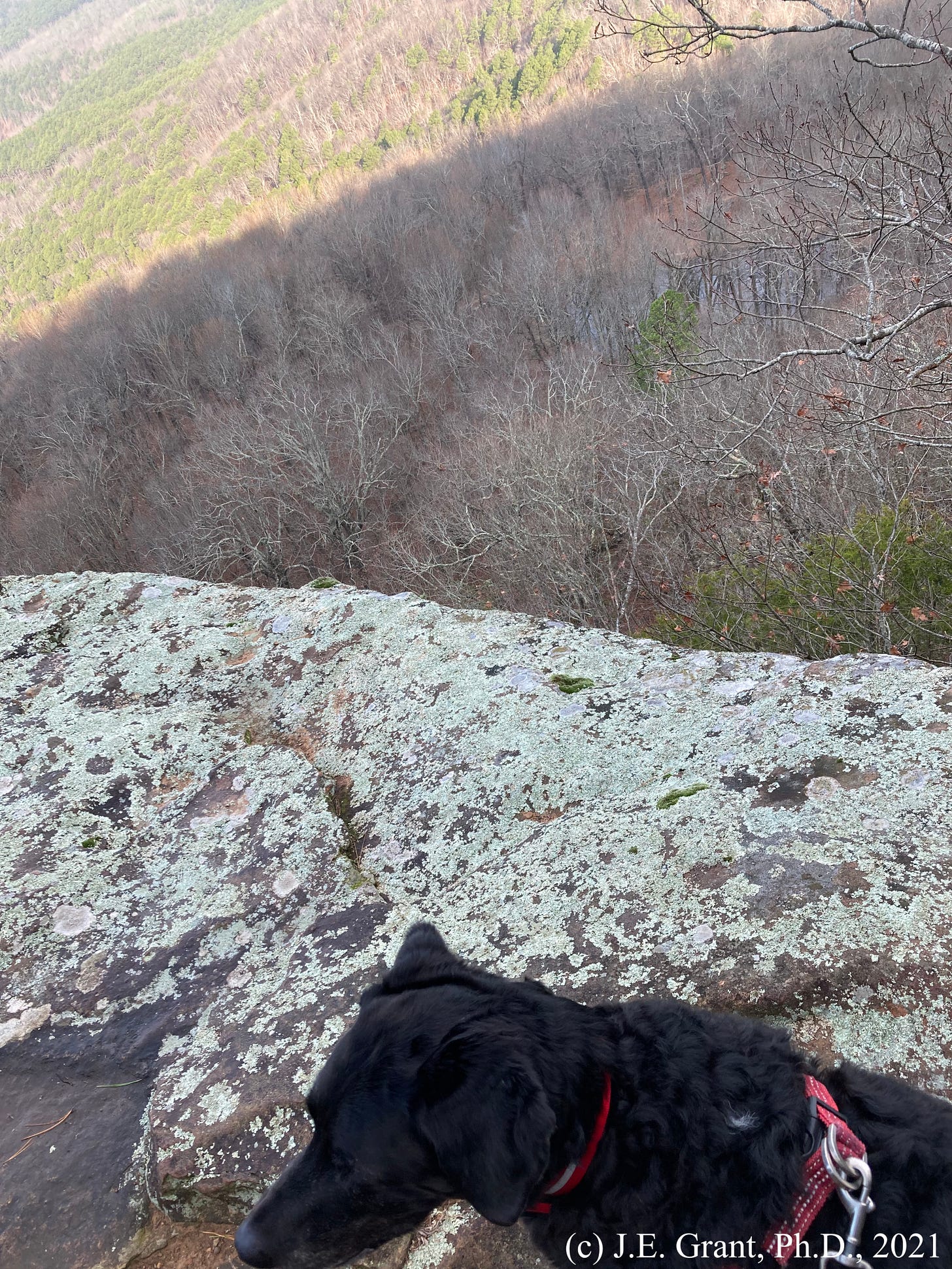 Landscape view of an expanse of trees with the rock cliff, covered in lichen, and a black lab in the foreground