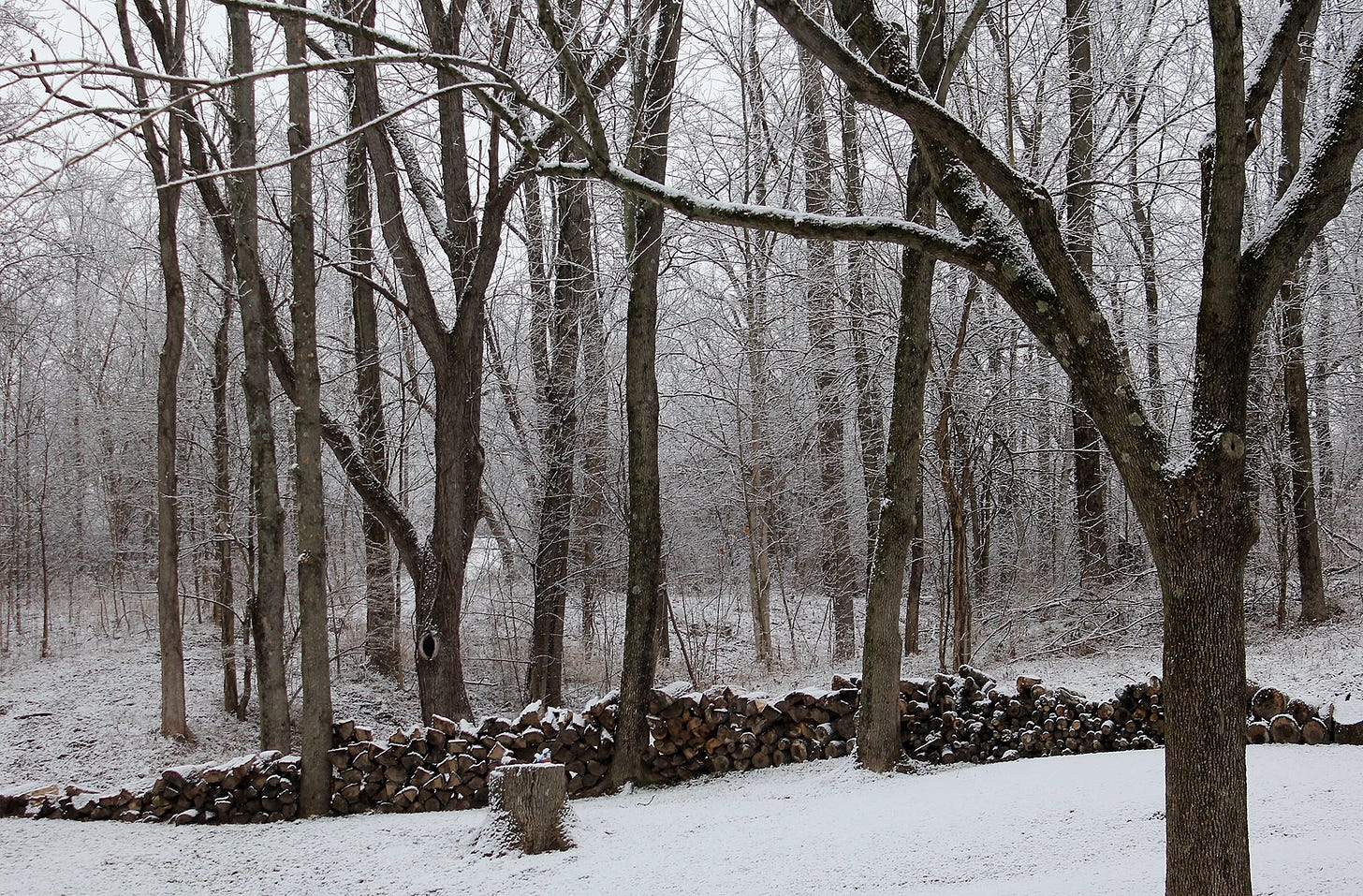 Wet snow blankets a wood near Kennard, Indiana.