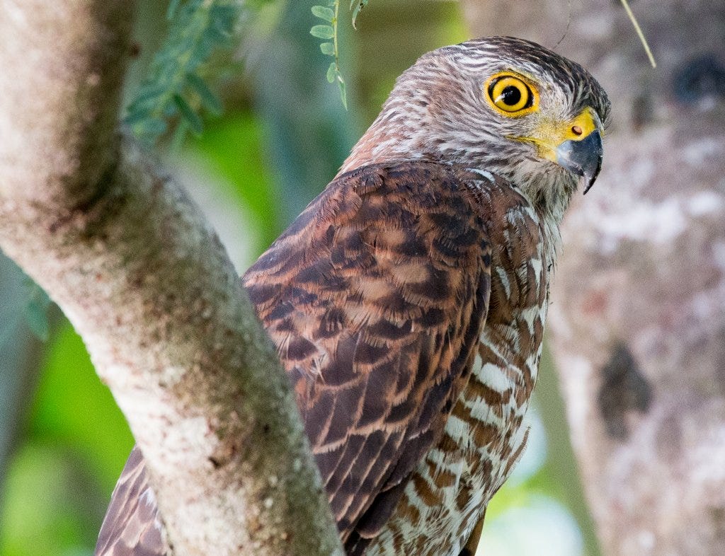 Christmas Island Goshawk - ZooChat