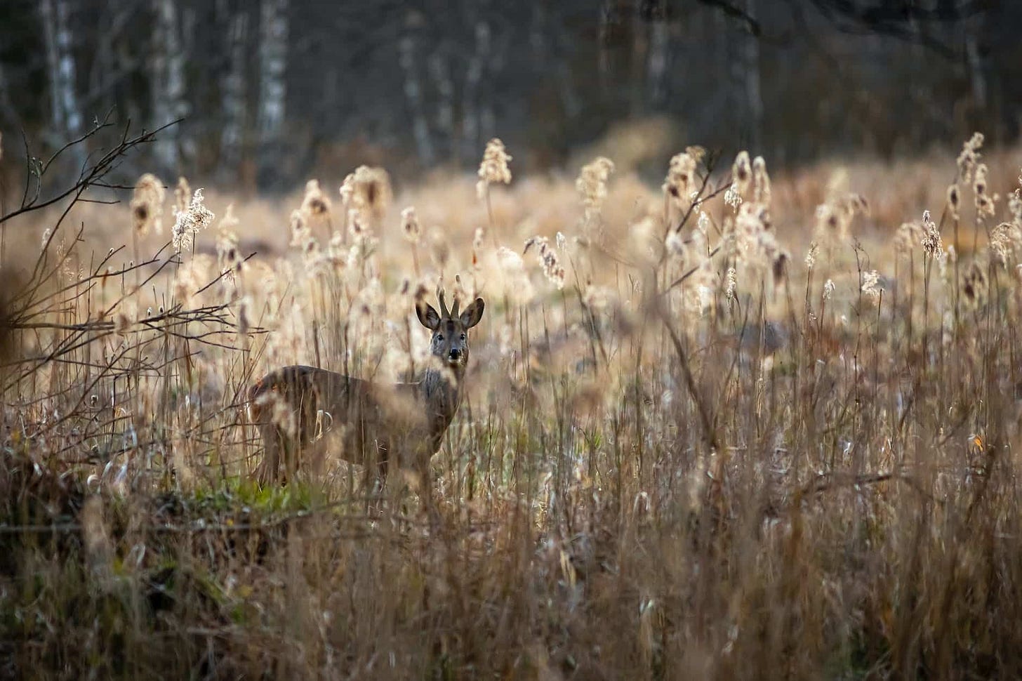 Yates County could move forward with lowering crossbow, rifle hunting age to 12 this week