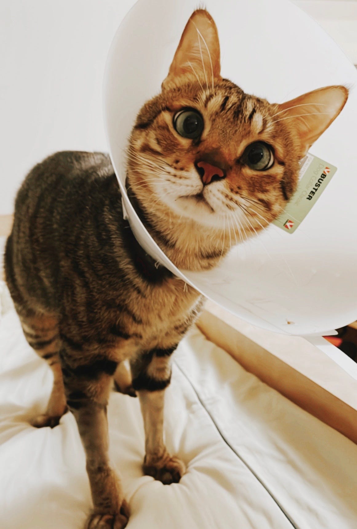 Alt text: picture of a cross-eyed tabby cat with a cone on his head, looking at you with great confusion.