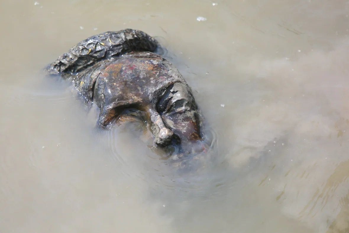 La tête coupée de la statue de la reine Victoria a été jetée dans les eaux boueuses de la rivière Assiniboine. 