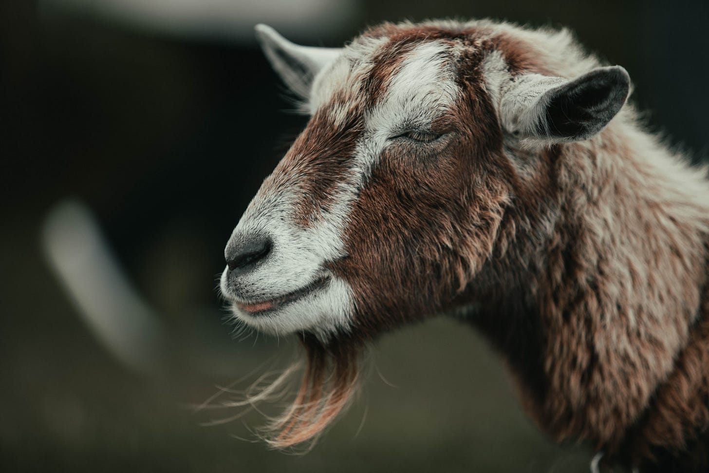 A profile of a goat head and neck. The goat is brown with a white stripe of fur from the eye to the snout. A wisp of brown scruff is below the chin, and his eyes are closed, and tongue out in a humorous manner.