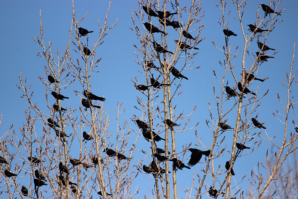 blackbird flock | Back Yard Biology