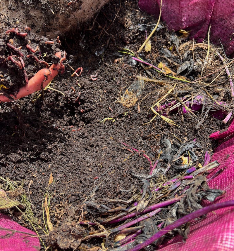 worms digging through soil in an old bathtub with lots of food scraps around