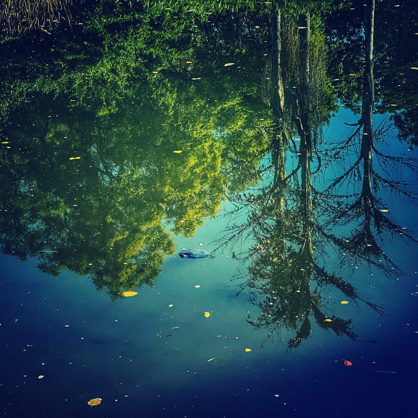 Reflected image of trees in water