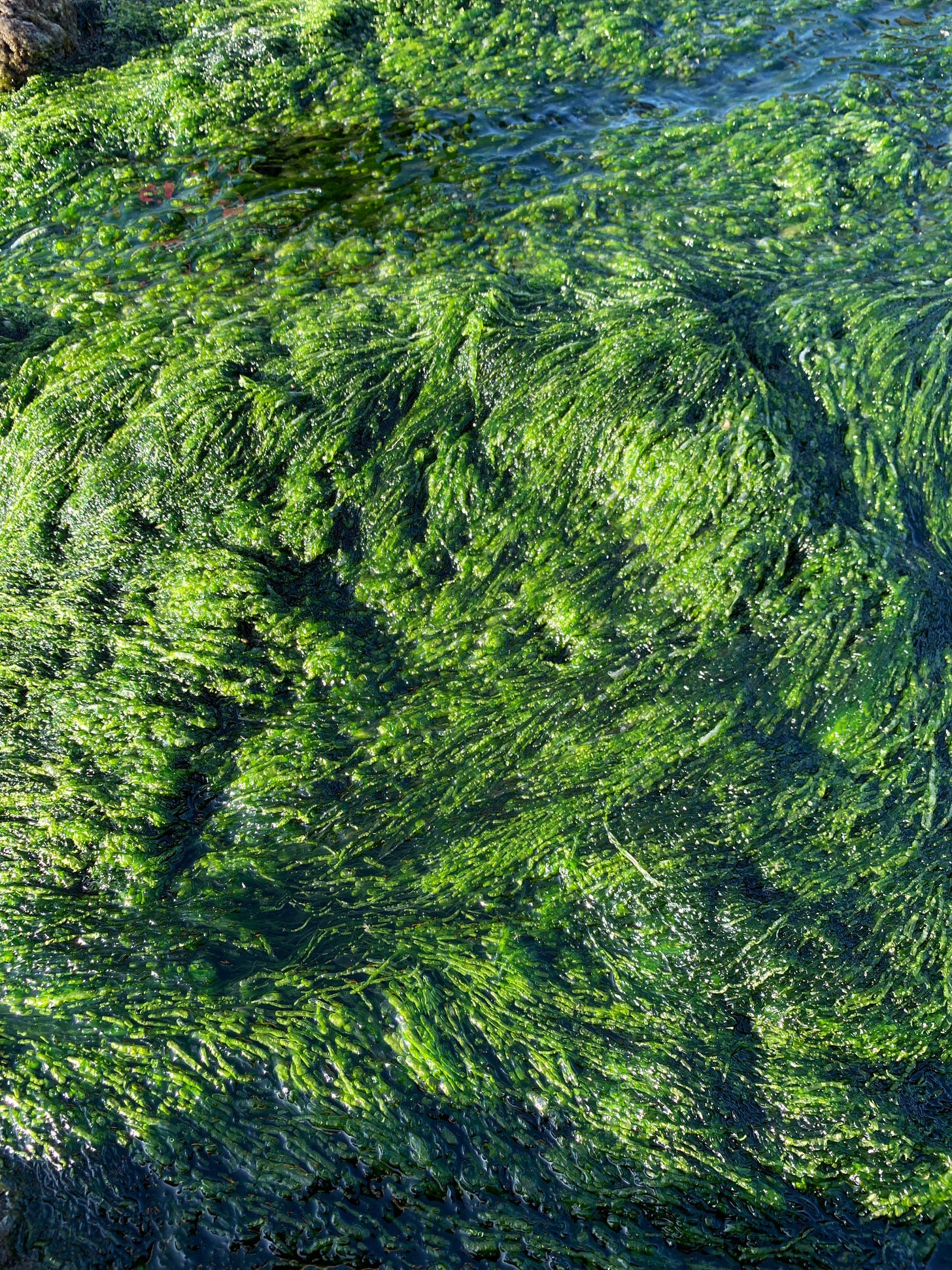 green seaweed dances underwater