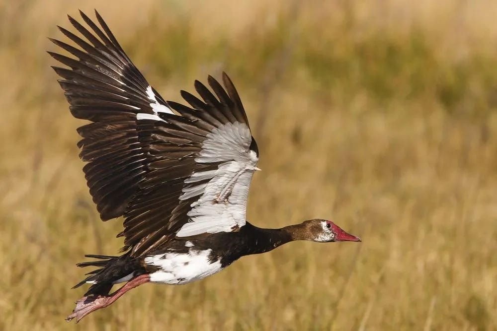 Fun Spur-winged Goose Facts For Kids | Kidadl