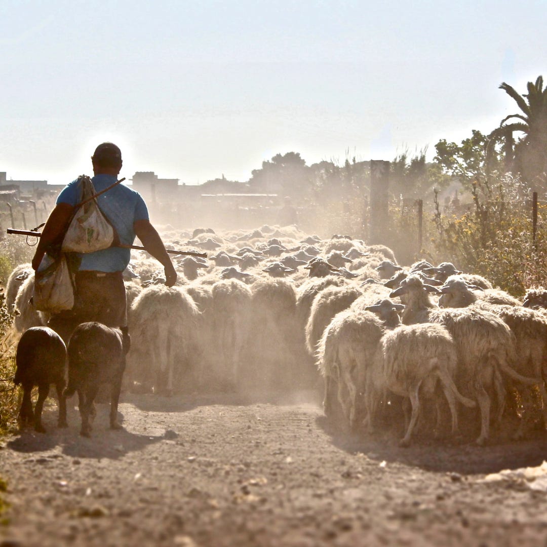  A Sicilian shepherd walks along a wide dirt path with many sheep and few sheepdogs. Slung over his shoulder are a couple of light-weight bags and his shepherd’s staff.