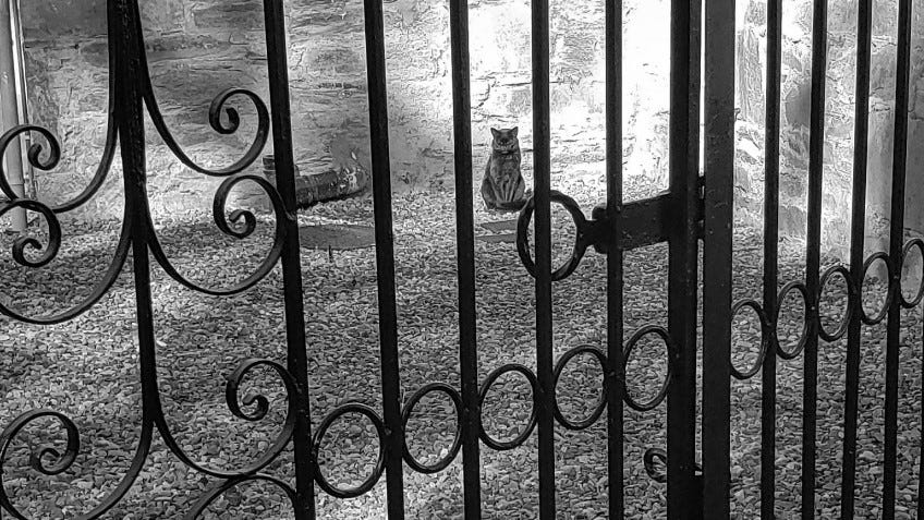 A black cat sits in a sun spot seen through a wrought iron gate