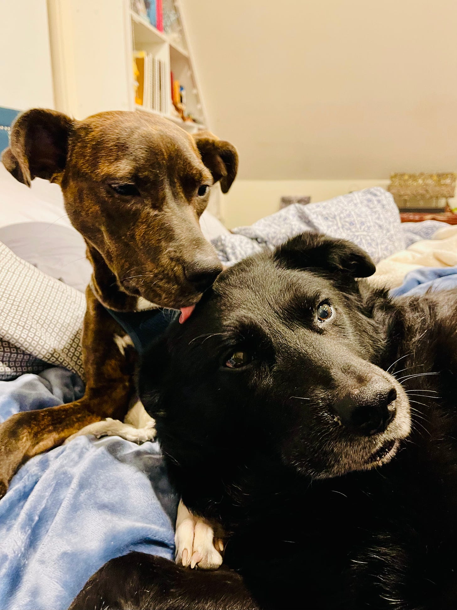 Puppy and dog in bed. Puppy is licking the top of the dog's head