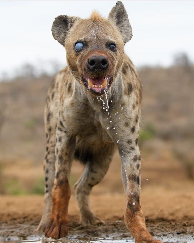 This old and half-blind Spotted Hyena - Album on Imgur | Animaux  effrayants, Animaux, Animaux féroces