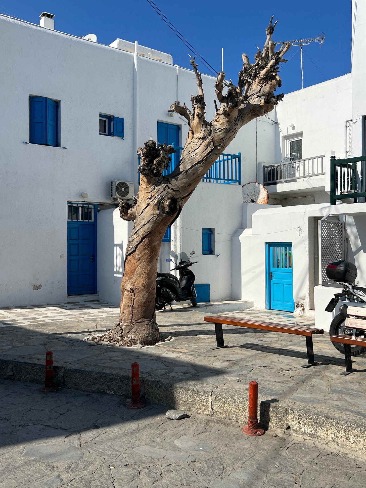 An interesting tree without leaves in a courtyard in Mykonos